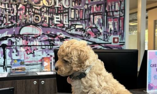 Getaway with your dog